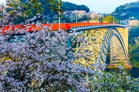 Sakura Blossoms and The Sasebo Bridge